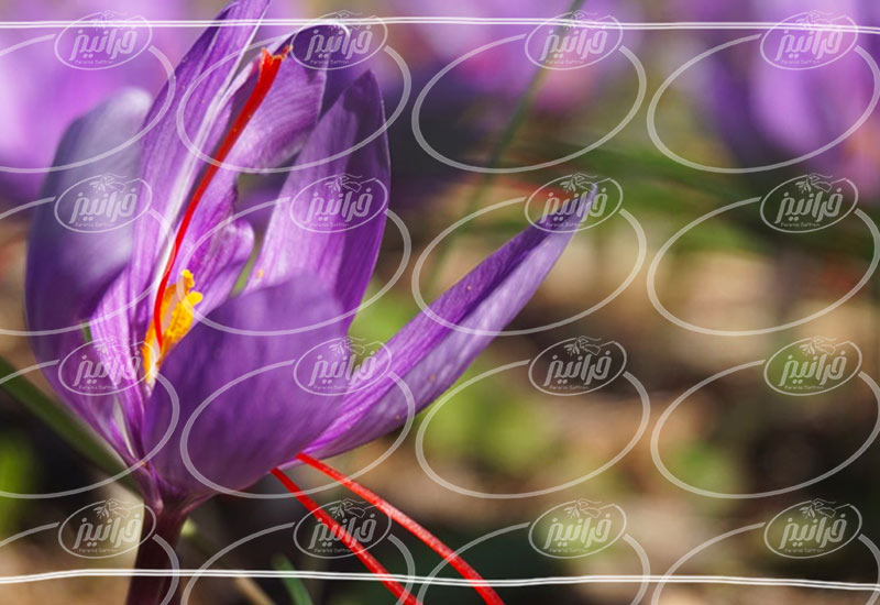 سفارش مجازی زعفران 10 مثقالی صادراتی