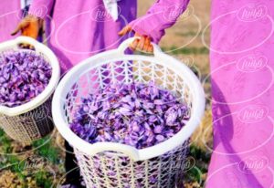 پخش پودر زعفران صادراتی اصل و اعلا