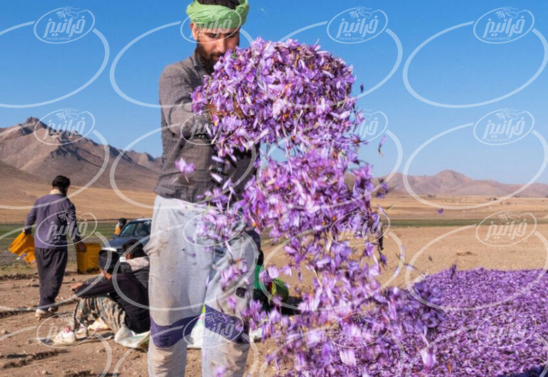 تولید پودر زعفران اعلا برای سوغات