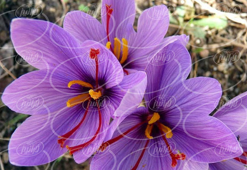تولید پودر زعفران ساییده شده صادراتی